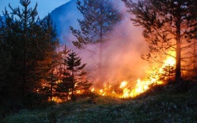 Waldbrandgefahr